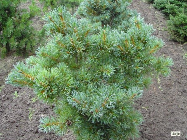 Pinus parviflora 'Schoon's Bonsai' -blaue Mädchenkiefer-