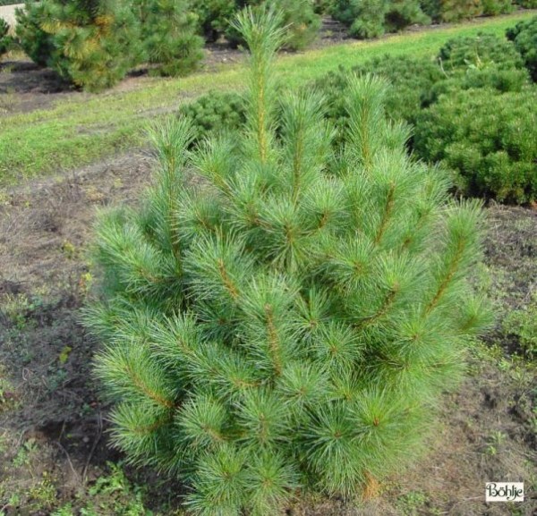 Pinus peuce -Pinselkiefer-