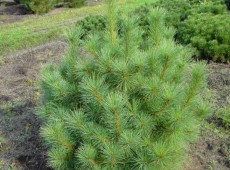 Pinus peuce -Pinselkiefer-