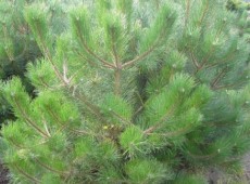 Pinus ponderosa -Gelbkiefer-