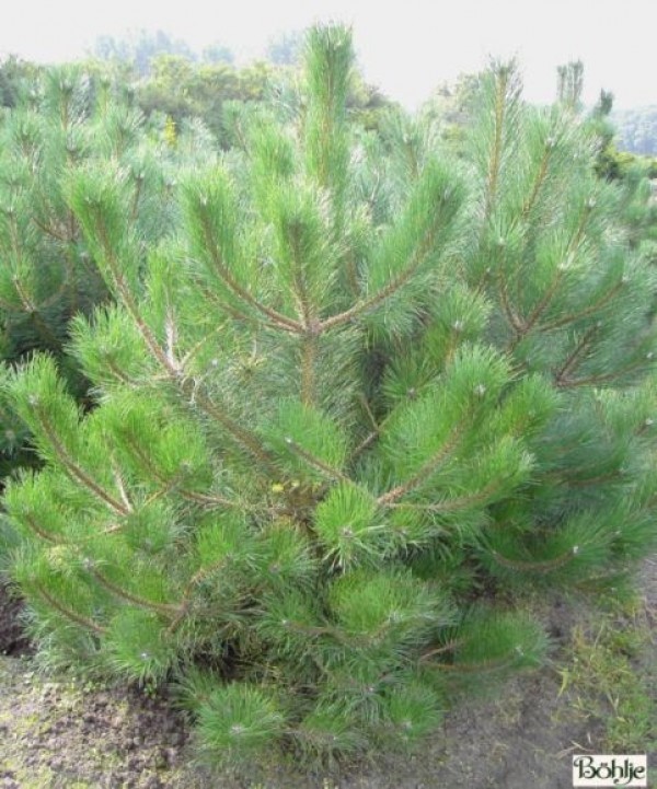 Pinus ponderosa -Gelbkiefer-