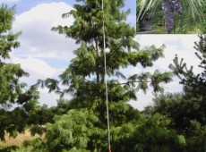 Pinus schwerinii -Schwerinkiefer-