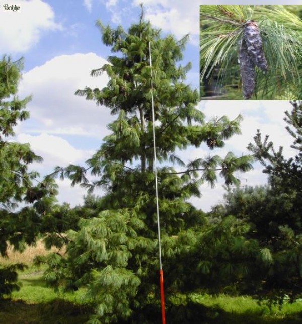 Pinus schwerinii -Schwerinkiefer-