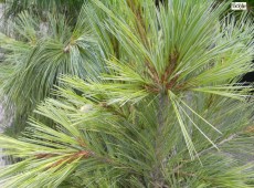 Pinus schwerinii 'Barmstedt'  -Schwerinkiefer-
