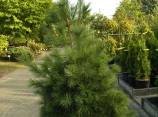 Pinus strobus -Weymouths Kiefer-