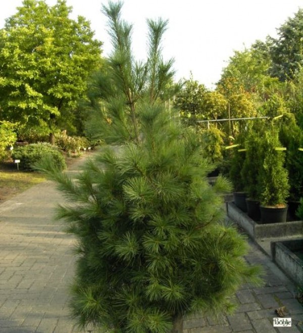 Pinus strobus -Weymouths Kiefer-