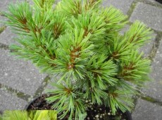 Pinus strobus 'Krügers Liliput'  -Weymouths Kiefer-