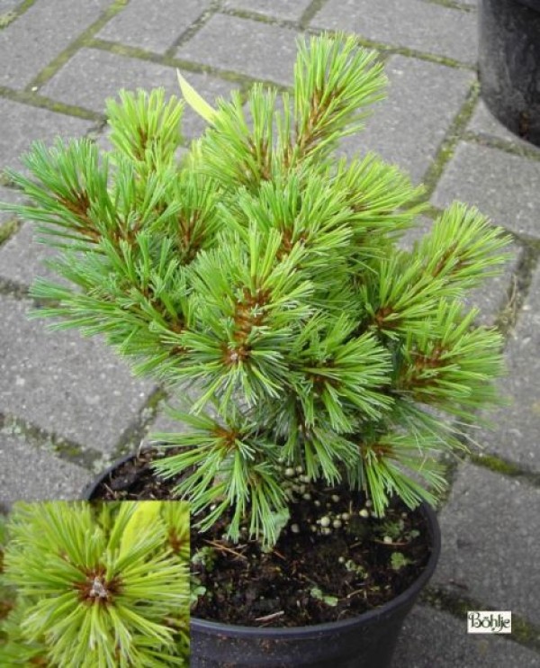 Pinus strobus 'Krügers Liliput'  -Weymouths Kiefer-