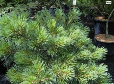 Pinus strobus 'Radiata'