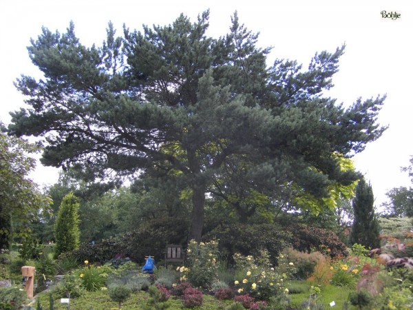 Pinus sylvestris -Waldkiefer-