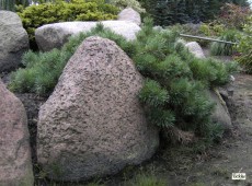Pinus sylvestris 'Albyns' -Bodendeckerkiefer-
