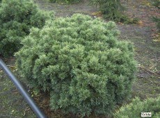 Pinus sylvestris 'Beuvronensis'