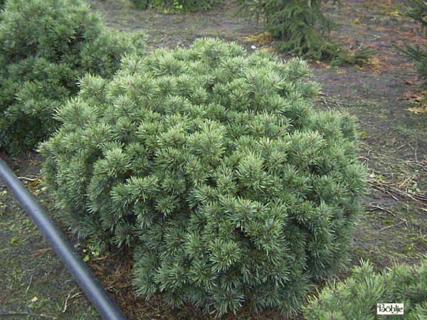 Pinus sylvestris 'Beuvronensis'