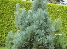 Pinus sylvestris 'Fastigiata' -Säulenkiefer-