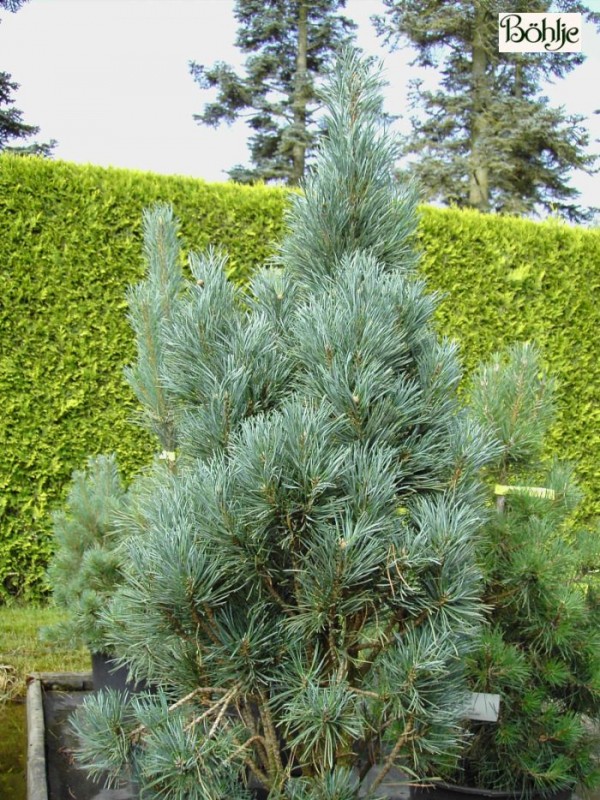 Pinus sylvestris 'Fastigiata' -Säulenkiefer-