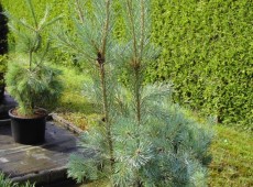 Pinus sylvestris 'Glauca' -gemeine Kiefer-