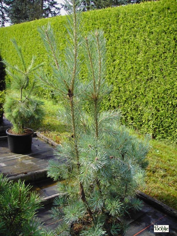 Pinus sylvestris 'Glauca' -gemeine Kiefer-