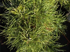 Pinus sylvestris 'Globosa Viridis' -Kugelkiefer-