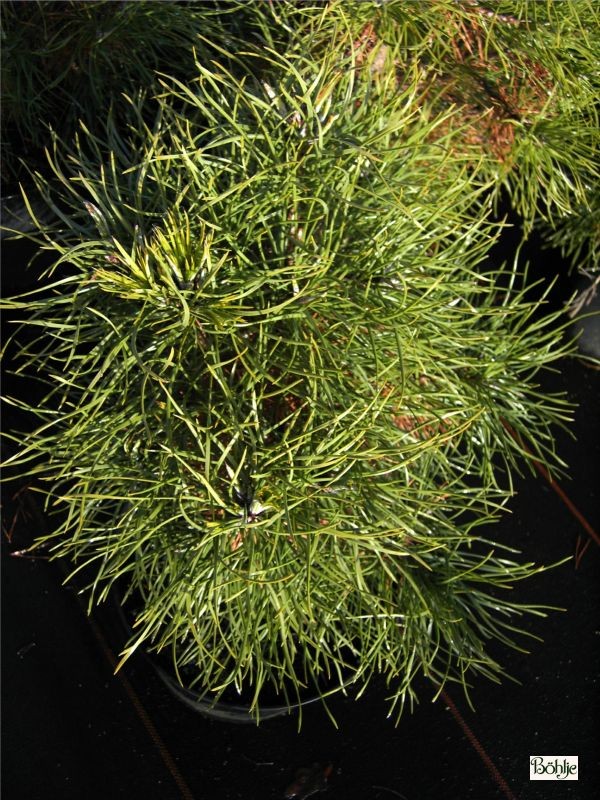 Pinus sylvestris 'Globosa Viridis' -Kugelkiefer-