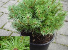 Pinus sylvestris 'Hüppstel' -Waldkiefer-               Böhlje Auslese