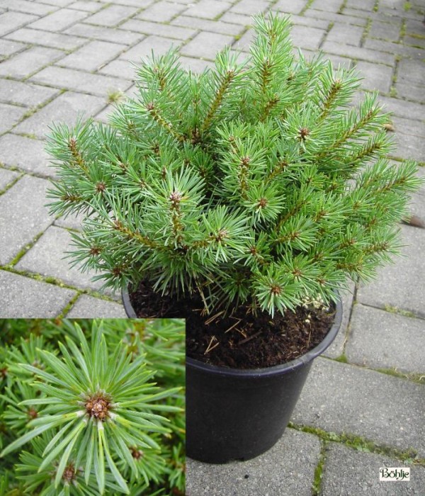 Pinus sylvestris 'Hüppstel' -Waldkiefer-               Böhlje Auslese