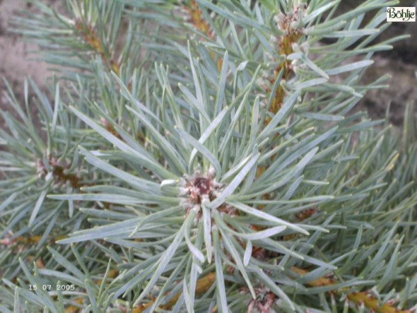Pinus sylvestris 'Kamon Blue' -Waldkiefer-