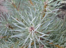 Pinus sylvestris 'Kamon Blue' -Waldkiefer-