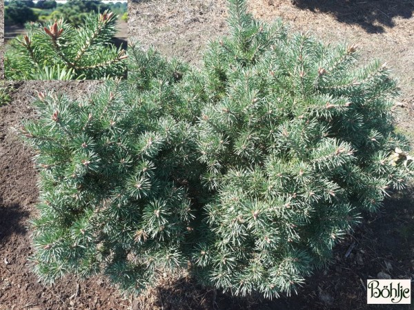 Pinus sylvestris 'Lettland' -Waldkiefer-