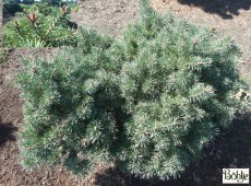 Pinus sylvestris 'Lettland' -Waldkiefer-