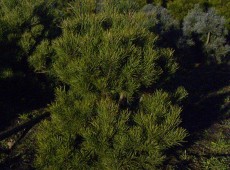 Pinus sylvestris 'Norske Typ' -norwegische Waldkiefer-