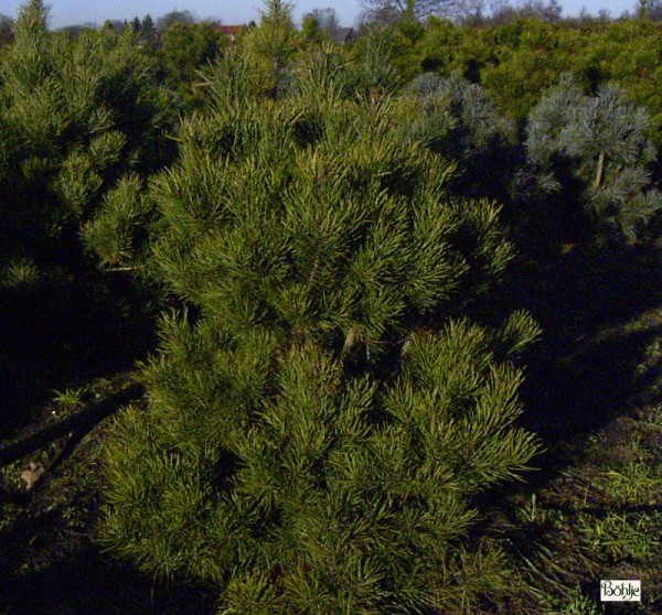 Pinus sylvestris 'Norske Typ' -norwegische Waldkiefer-