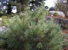 Pinus sylvestris 'Repanda' -Waldkiefer-