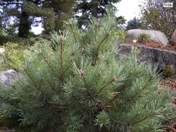 Pinus sylvestris 'Repanda' -Waldkiefer-
