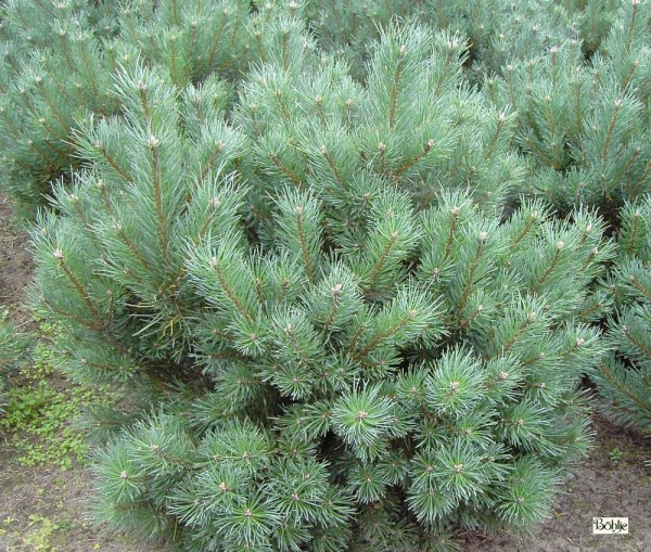 Pinus sylvestris 'Watereri' -Silberkiefer-