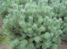 Pinus sylvestris 'Watereri' -Silberkiefer-