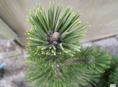 Pinus thunbergii -japanische Schwarzkiefer-