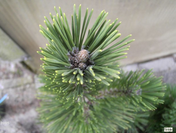 Pinus thunbergii -japanische Schwarzkiefer-