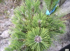 Pinus thunbergii 'Banshosho' -japanische Schwarzkiefer-