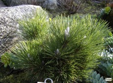 Pinus thunbergii 'Thunderhead' -japanische Schwarzkiefer-