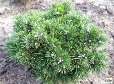 Pinus uncinata 'Grüne Welle' -Hakenkiefer- Zwergform