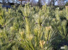 Pinus wallichiana 'Densa Hill' -Tränenkiefer-
