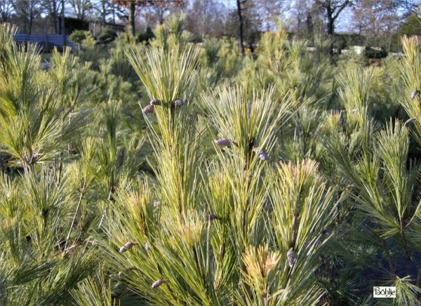 Pinus wallichiana 'Densa Hill' -Tränenkiefer-