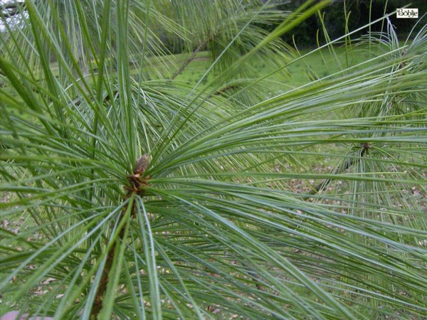 Pinus wallichiana -Tränenkiefer-