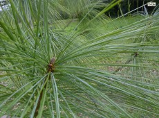 Pinus wallichiana -Tränenkiefer-