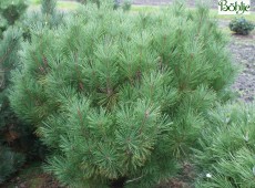 Pinus densiflora 'Globosa' -japanische Zwergrotkiefer-