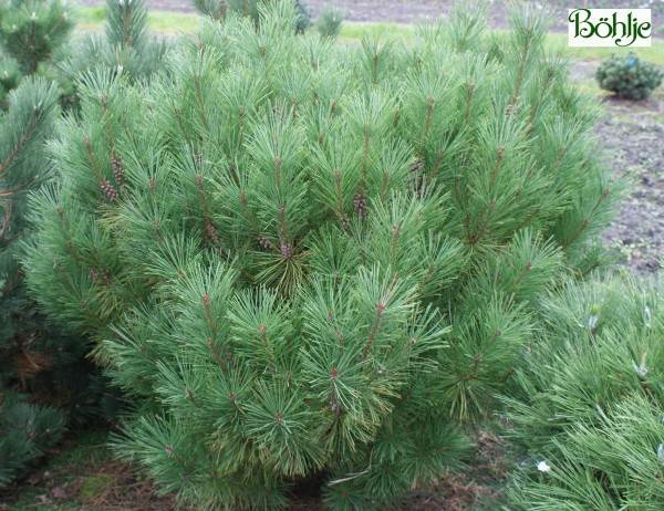 Pinus densiflora 'Globosa' -japanische Zwergrotkiefer-