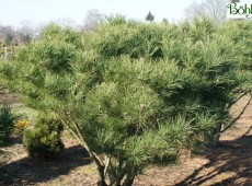 Pinus densiflora 'Umbraculifera' -japanische Rotkiefer-