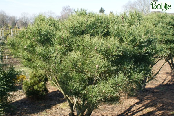 Pinus densiflora 'Umbraculifera' -japanische Rotkiefer-