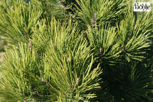 Pinus heldreichii 'Dark Green Ball' -Böhlje Auslese-