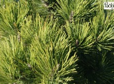 Pinus heldreichii 'Dark Green Ball' -Böhlje Auslese-